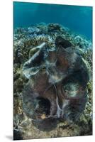 Giant Clam (Tridacna Gigas) Fiji. Open Showing Mantle-Pete Oxford-Mounted Premium Photographic Print