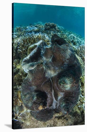 Giant Clam (Tridacna Gigas) Fiji. Open Showing Mantle-Pete Oxford-Stretched Canvas