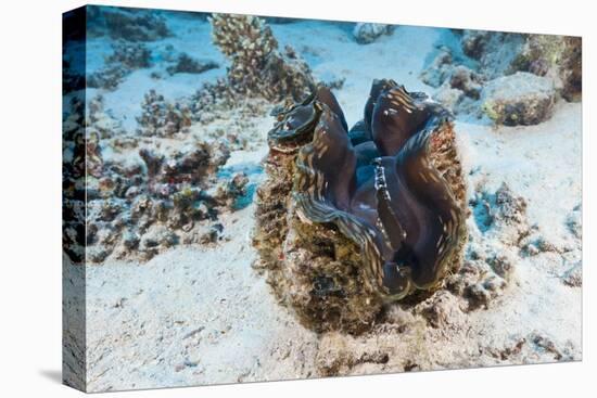 Giant Clam (Tridacna Squamosa)-Reinhard Dirscherl-Stretched Canvas