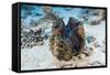 Giant Clam (Tridacna Squamosa)-Reinhard Dirscherl-Framed Stretched Canvas