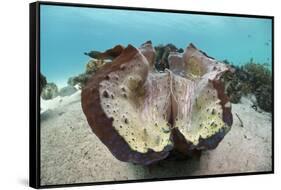 Giant Clam (Tridacna Squamosa)-Reinhard Dirscherl-Framed Stretched Canvas