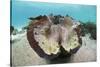 Giant Clam (Tridacna Squamosa)-Reinhard Dirscherl-Stretched Canvas