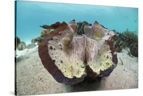 Giant Clam (Tridacna Squamosa)-Reinhard Dirscherl-Stretched Canvas