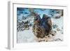 Giant Clam (Tridacna Squamosa)-Reinhard Dirscherl-Framed Photographic Print