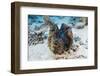 Giant Clam (Tridacna Squamosa)-Reinhard Dirscherl-Framed Photographic Print