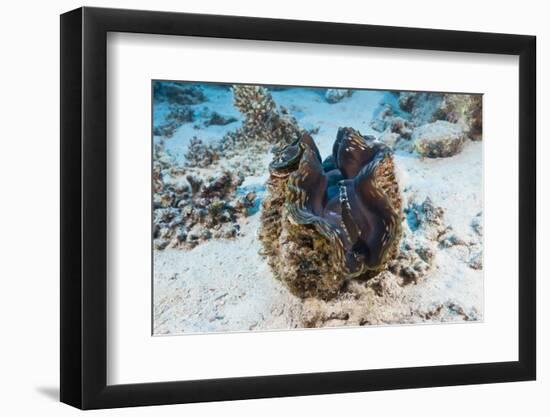 Giant Clam (Tridacna Squamosa)-Reinhard Dirscherl-Framed Photographic Print