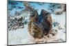 Giant Clam (Tridacna Squamosa)-Reinhard Dirscherl-Mounted Photographic Print