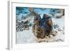 Giant Clam (Tridacna Squamosa)-Reinhard Dirscherl-Framed Photographic Print