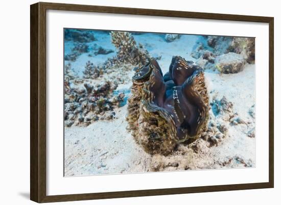 Giant Clam (Tridacna Squamosa)-Reinhard Dirscherl-Framed Photographic Print