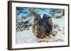 Giant Clam (Tridacna Squamosa)-Reinhard Dirscherl-Framed Photographic Print