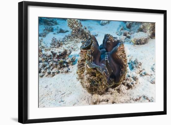 Giant Clam (Tridacna Squamosa)-Reinhard Dirscherl-Framed Photographic Print