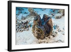 Giant Clam (Tridacna Squamosa)-Reinhard Dirscherl-Framed Photographic Print