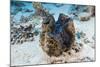 Giant Clam (Tridacna Squamosa)-Reinhard Dirscherl-Mounted Photographic Print