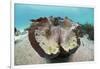 Giant Clam (Tridacna Squamosa)-Reinhard Dirscherl-Framed Photographic Print