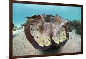 Giant Clam (Tridacna Squamosa)-Reinhard Dirscherl-Framed Photographic Print