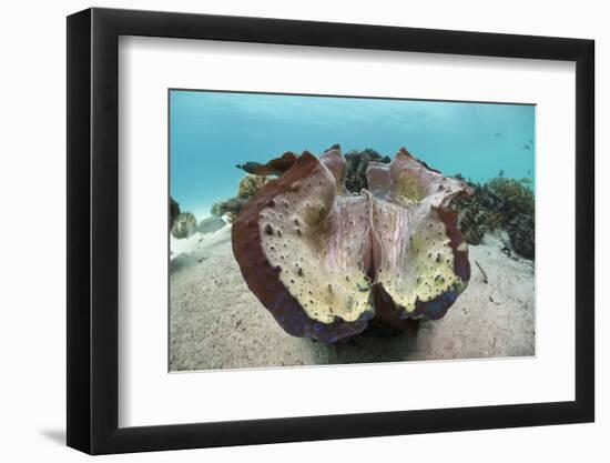 Giant Clam (Tridacna Squamosa)-Reinhard Dirscherl-Framed Photographic Print