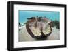 Giant Clam (Tridacna Squamosa)-Reinhard Dirscherl-Framed Photographic Print