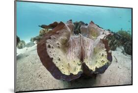 Giant Clam (Tridacna Squamosa)-Reinhard Dirscherl-Mounted Photographic Print