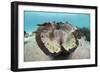 Giant Clam (Tridacna Squamosa)-Reinhard Dirscherl-Framed Photographic Print