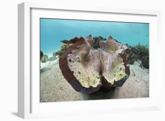 Giant Clam (Tridacna Squamosa)-Reinhard Dirscherl-Framed Photographic Print