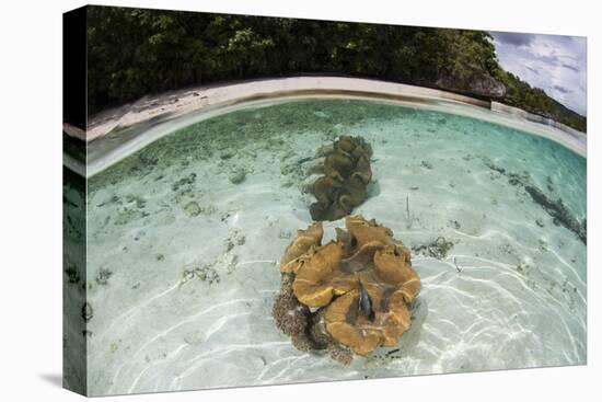 Giant Clams Grow in Shallow Water in Raja Ampat, Indonesia-Stocktrek Images-Stretched Canvas