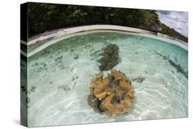 Giant Clams Grow in Shallow Water in Raja Ampat, Indonesia-Stocktrek Images-Stretched Canvas