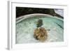 Giant Clams Grow in Shallow Water in Raja Ampat, Indonesia-Stocktrek Images-Framed Photographic Print