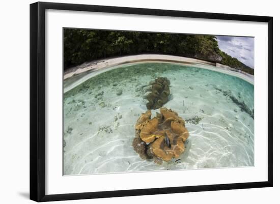 Giant Clams Grow in Shallow Water in Raja Ampat, Indonesia-Stocktrek Images-Framed Photographic Print