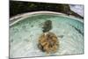 Giant Clams Grow in Shallow Water in Raja Ampat, Indonesia-Stocktrek Images-Mounted Photographic Print