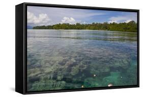 Giant Clams in the Clear Waters of the Marovo Lagoon, Solomon Islands, Pacific-Michael Runkel-Framed Stretched Canvas