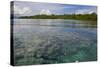 Giant Clams in the Clear Waters of the Marovo Lagoon, Solomon Islands, Pacific-Michael Runkel-Stretched Canvas
