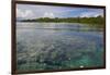 Giant Clams in the Clear Waters of the Marovo Lagoon, Solomon Islands, Pacific-Michael Runkel-Framed Photographic Print