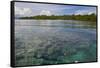 Giant Clams in the Clear Waters of the Marovo Lagoon, Solomon Islands, Pacific-Michael Runkel-Framed Stretched Canvas