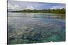 Giant Clams in the Clear Waters of the Marovo Lagoon, Solomon Islands, Pacific-Michael Runkel-Stretched Canvas