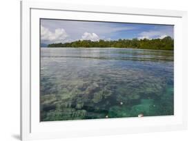 Giant Clams in the Clear Waters of the Marovo Lagoon, Solomon Islands, Pacific-Michael Runkel-Framed Photographic Print