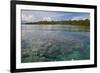 Giant Clams in the Clear Waters of the Marovo Lagoon, Solomon Islands, Pacific-Michael Runkel-Framed Photographic Print