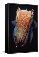 Giant Cuttlefish-null-Framed Stretched Canvas