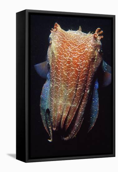 Giant Cuttlefish-null-Framed Stretched Canvas