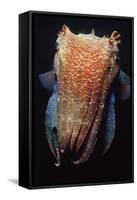 Giant Cuttlefish-null-Framed Stretched Canvas