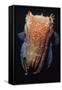 Giant Cuttlefish-null-Framed Stretched Canvas