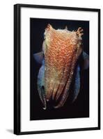 Giant Cuttlefish-null-Framed Photographic Print