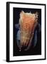 Giant Cuttlefish-null-Framed Photographic Print