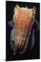 Giant Cuttlefish-null-Mounted Photographic Print