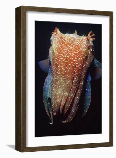 Giant Cuttlefish-null-Framed Photographic Print
