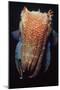 Giant Cuttlefish-null-Mounted Photographic Print