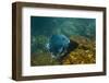 Giant Damselfish (Microspathodon Dorsalis) Galapagos Islands, Ecuador-Pete Oxford-Framed Photographic Print