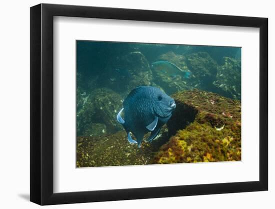 Giant Damselfish (Microspathodon Dorsalis) Galapagos Islands, Ecuador-Pete Oxford-Framed Photographic Print