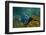 Giant Damselfish (Microspathodon Dorsalis) Galapagos Islands, Ecuador-Pete Oxford-Framed Photographic Print