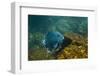 Giant Damselfish (Microspathodon Dorsalis) Galapagos Islands, Ecuador-Pete Oxford-Framed Photographic Print