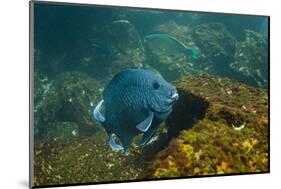 Giant Damselfish (Microspathodon Dorsalis) Galapagos Islands, Ecuador-Pete Oxford-Mounted Photographic Print